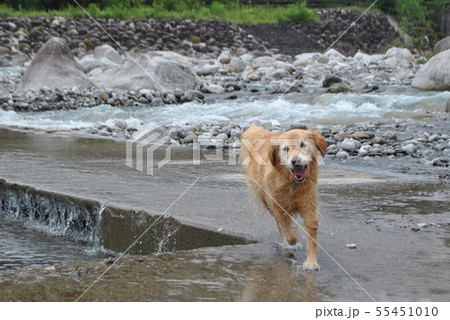 犬 川遊び 川 走るの写真素材