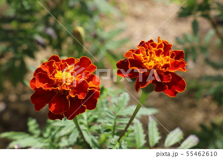 雌しべ マリーゴールド 植物 花の写真素材