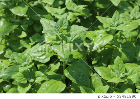 つるな ツルナ 野菜 夏野菜の写真素材