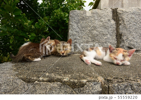 猫 子猫 可愛い 動物の写真素材