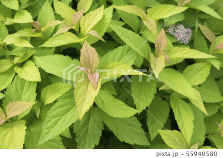 スピラエア 花の写真素材