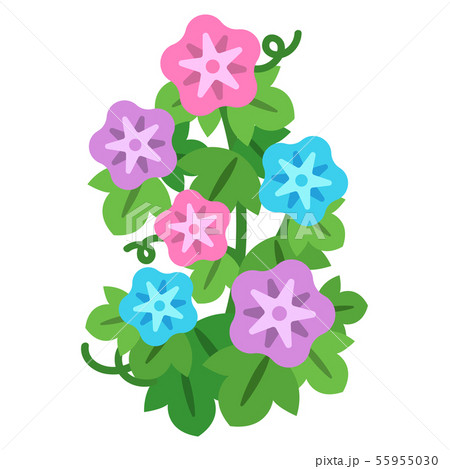 朝顔 アサガオ のイラストのイラスト素材 朝顔 アサガオ のイラストのイラスト素材
