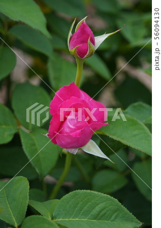 薔薇 恋心 1992年登録 日本原産の写真素材