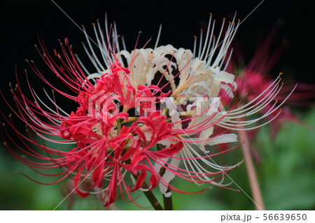 白彼岸花 彼岸花 毒花 放射状の花の写真素材