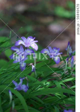 ヒメシャガ 姫著莪 姫射干 アヤメ科アヤメ属の写真素材