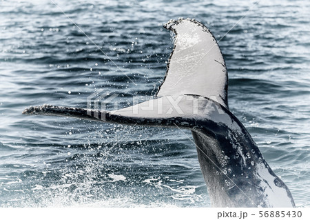 クジラ ザトウクジラ シブキ 跳ねるの写真素材
