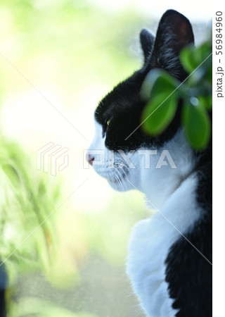 光 幻想的 動物 神秘的の写真素材