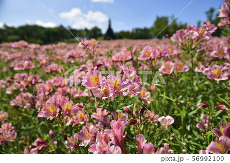 花 アルストロメリア 花畑 ピンクの写真素材