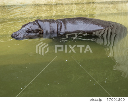 カバ 水辺 動物 水面の写真素材