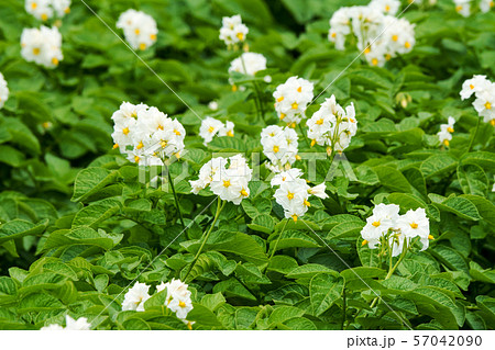 ジャガイモの花の写真素材