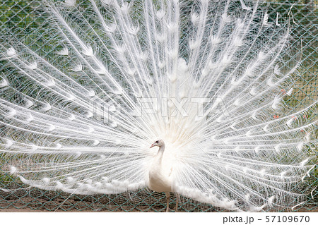 白孔雀の写真素材