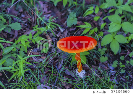 タマゴタケ キノコ オレンジ色 傘の写真素材 Pixta