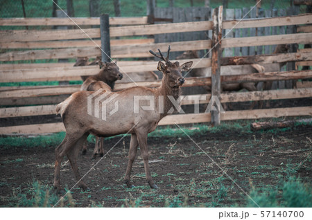 動物 牧場 鹿 養殖の写真素材