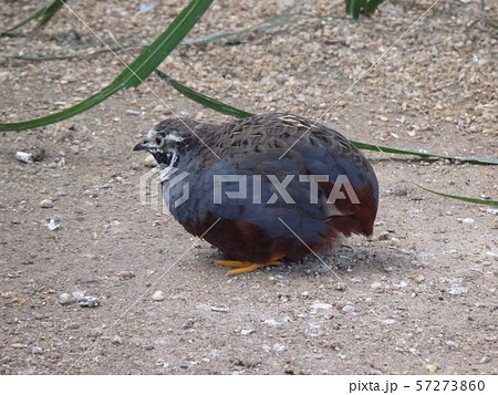 ヒメウズラ ウズラの写真素材