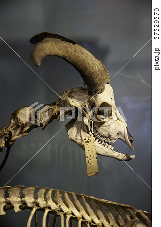 角 羊 頭蓋骨 頭の写真素材
