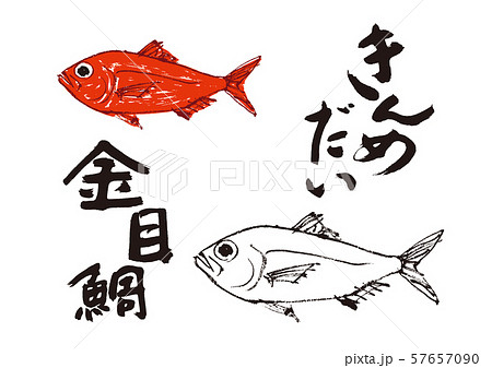 金目鯛 水彩画のイラスト素材 - PIXTA