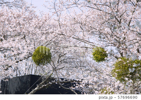宿り木 桜 寄生 ヤドリギの写真素材 - PIXTA