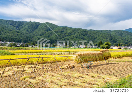 はぜ掛けの写真素材