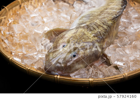 魚 ババア 田中玄華 ばばちゃんの写真素材