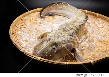 魚 ババア 田中玄華 ばばちゃんの写真素材