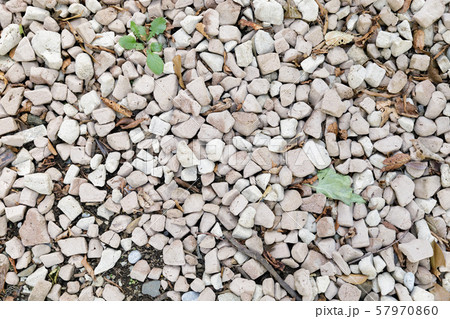 白石 石 砂利 一面の写真素材