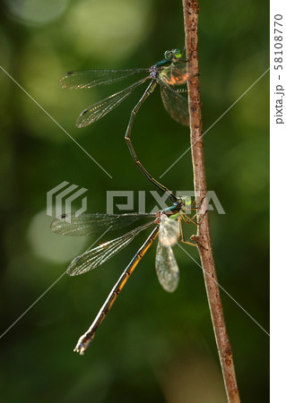 大青糸蜻蛉 青色の写真素材