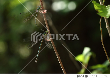 大青糸蜻蛉 青色の写真素材