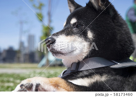 マロ眉の犬の写真素材