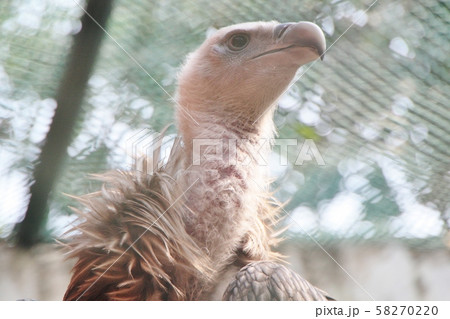 シロエリハゲワシの写真素材