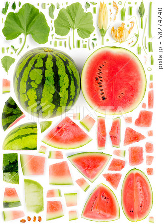 スイカ 葉の写真素材