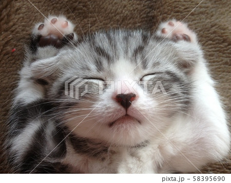 動物 猫 寝相の写真素材