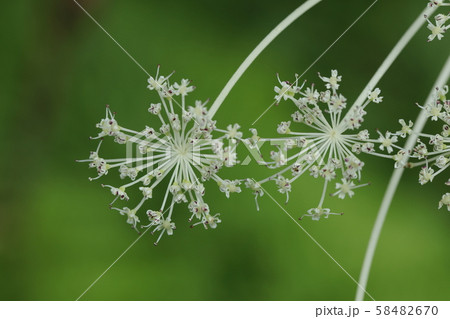 シシウド 花 シシウド属 アンゼリカの写真素材