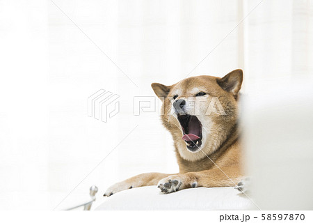 あくび ペット 犬 柴犬の写真素材