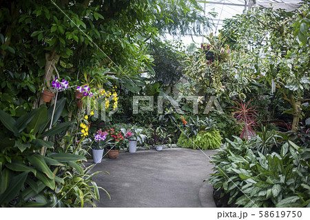 背景素材 植物 観賞温室 亜熱帯の写真素材