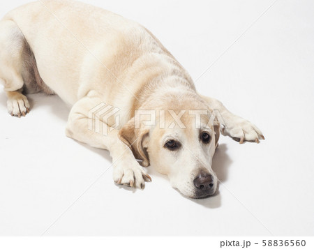 ラブラドールの写真素材
