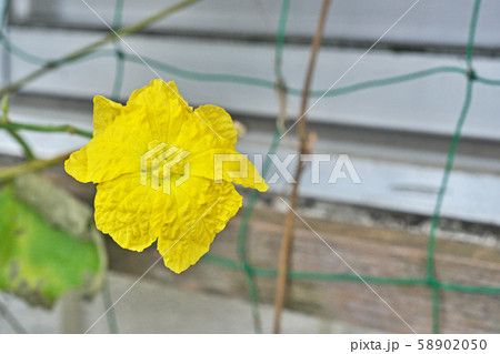 ヘチマ 花 黄色 植物の写真素材