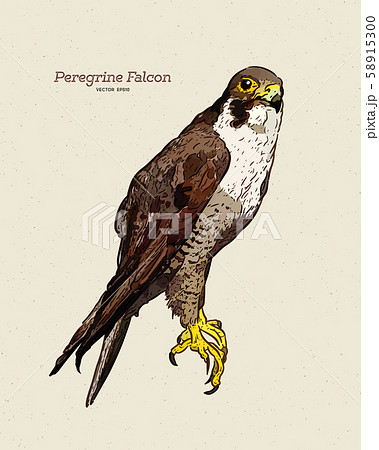 ハヤブサ 隼 狩り 鳥のイラスト素材