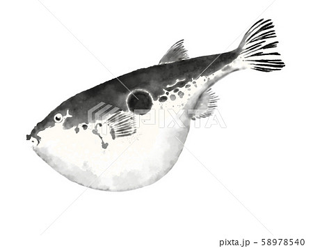 フグ ハリセンボンのイラスト素材集 Pixta ピクスタ