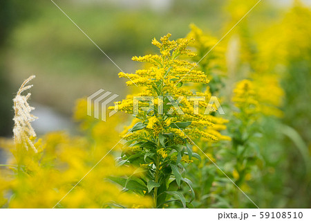 ブタクサ花粉の写真素材