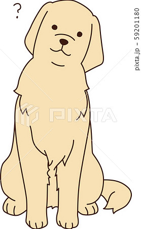 犬 ゴールデンレトリバー 大型犬 お座りの写真素材