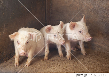 豚の写真素材集 ピクスタ