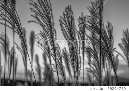 夕日 夕焼け モノクロ 空の写真素材
