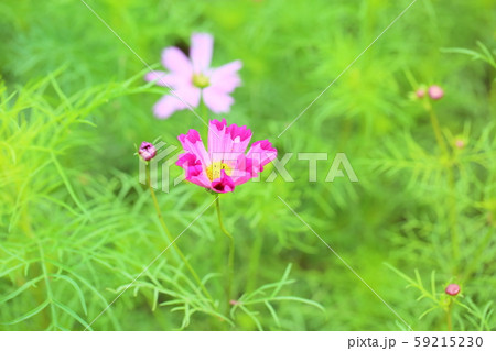 コスモスの茎の写真素材