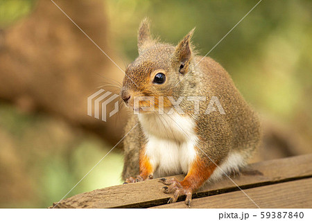 リス 小動物 リス科 脊椎動物の写真素材