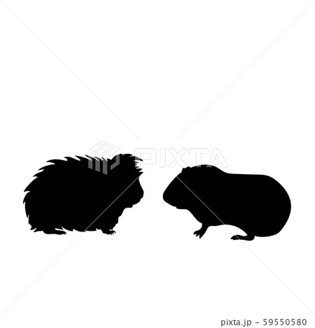 Silhouette Of Two Guinea Pig Pet Animalsのイラスト素材