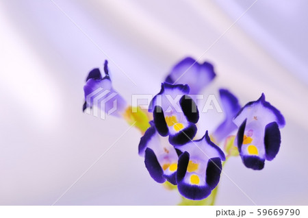 花 トレニア 夏スミレ 植物の写真素材