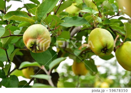 西洋カリンの写真素材