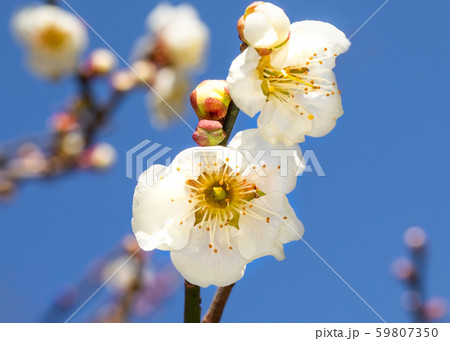 すべての美しい花の画像 最新花 言葉 守る