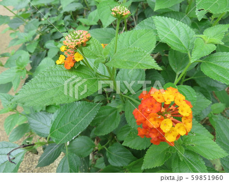 小さい紫陽花みたいな花の写真素材