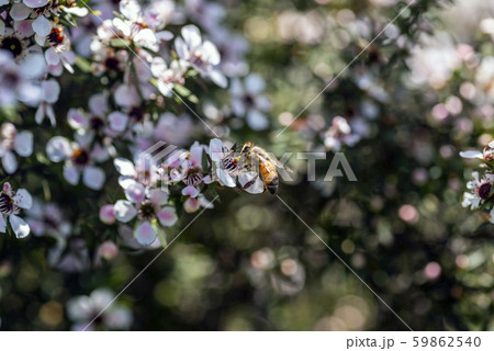 マヌカハニー 花の写真素材